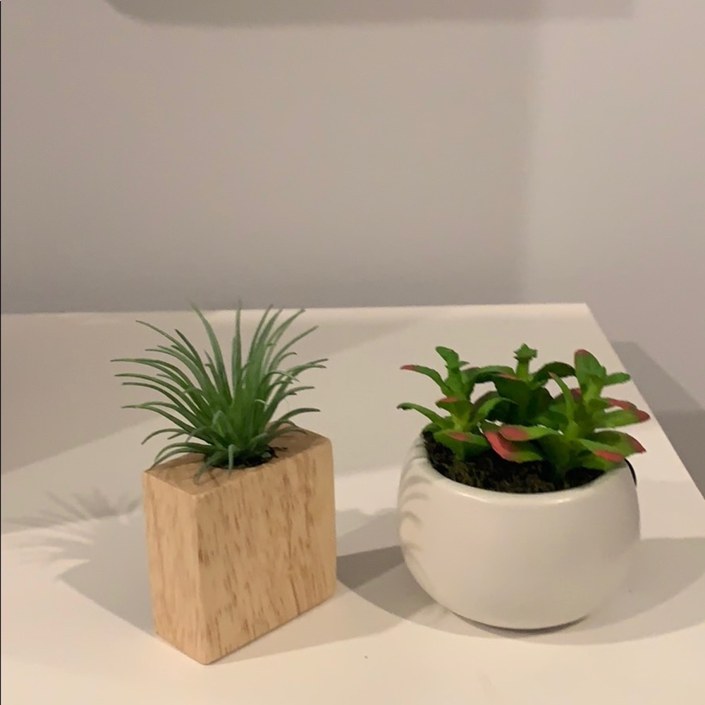 Succulent Magnets